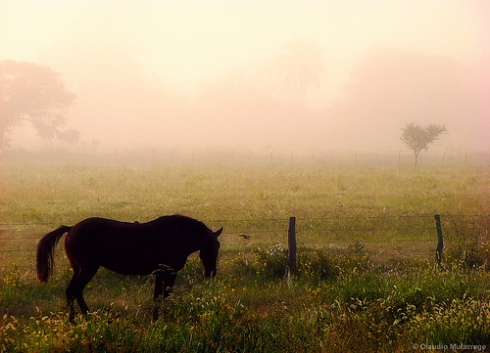 Horse and Fog by Claudio Ar