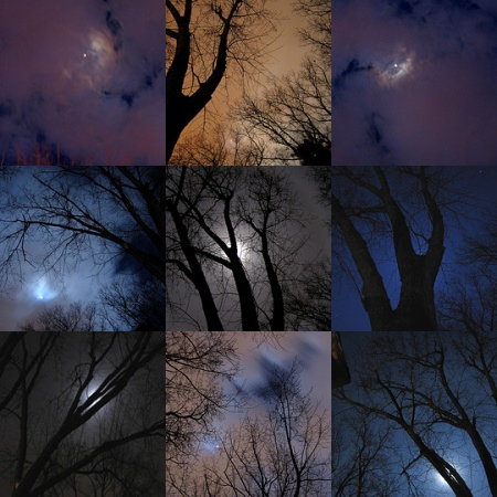 Moon Silhoutted Trees Mosaic by ctd 2005 on flickr
